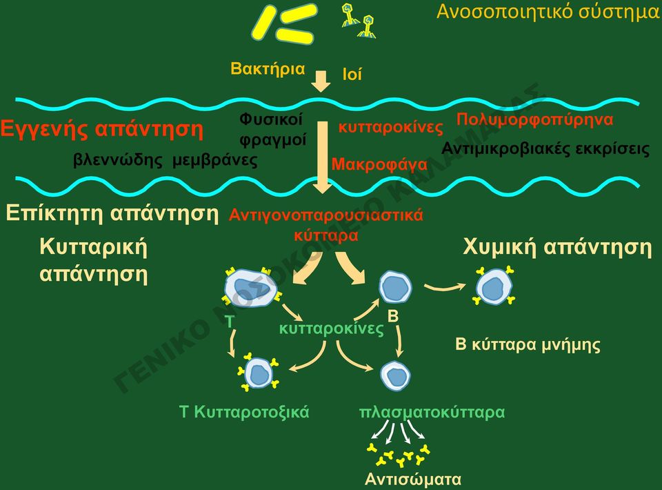 κύτταρα T Τ Κυτταροτοξικά κυτταροκίνες Πολυμορφοπύρηνα Αντιμικροβιακές