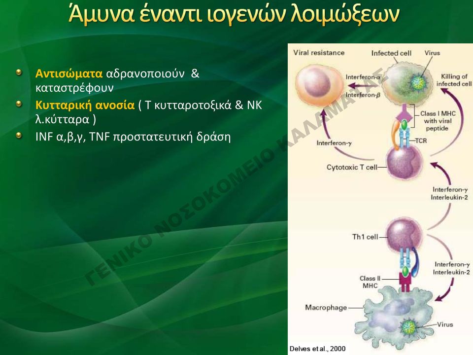 Τ κυτταροτοξικά & ΝΚ λ.