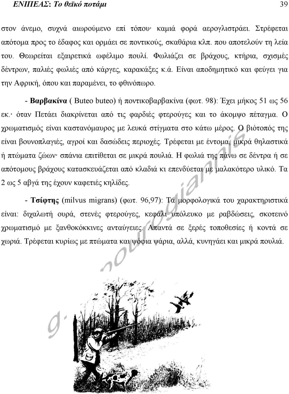 - Βαρβακίνα ( Buteo buteo) ή ποντικοβαρβακίνα (φωτ. 98): Έχει μήκος 51 ως 56 εκ. όταν Πετάει διακρίνεται από τις φαρδιές φτερούγες και το άκομψο πέταγμα.