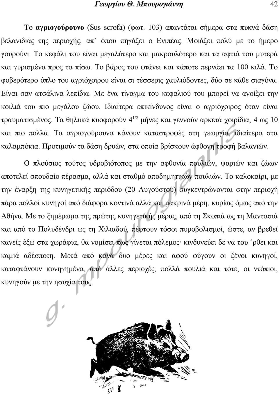 Το φοβερότερο όπλο του αγριόχοιρου είναι σι τέσσερις χαυλιόδοντες, δύο σε κάθε σιαγόνα. Είναι σαν ατσάλινα λεπίδια. Με ένα τίναγμα του κεφαλιού του μπορεί να ανοίξει την κοιλιά του πιο μεγάλου ζώου.