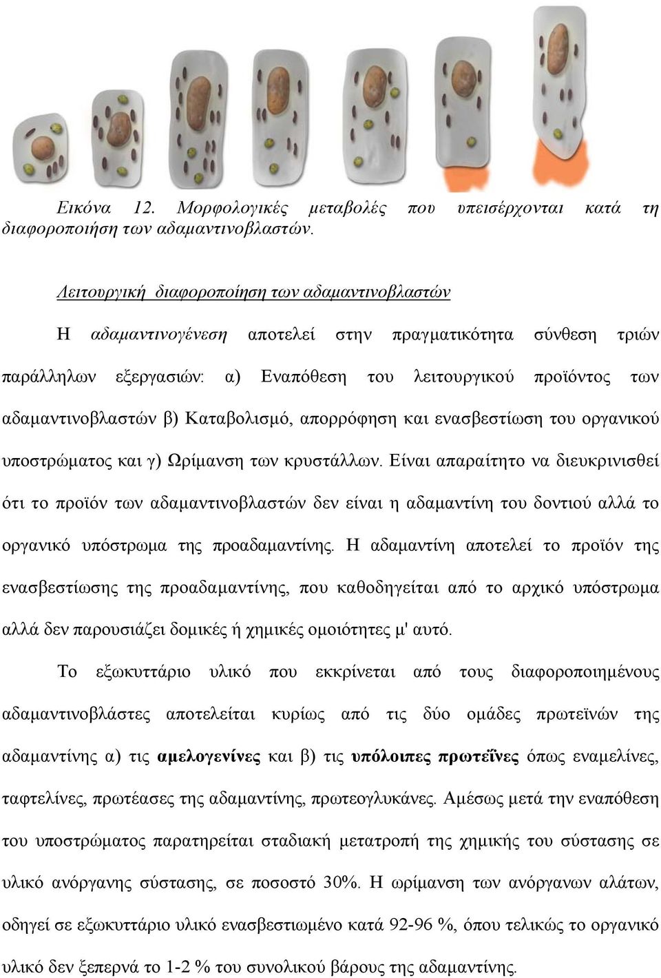 Καταβολισµό, απορρόφηση και ενασβεστίωση του οργανικού υποστρώµατος και γ) Ωρίµανση των κρυστάλλων.