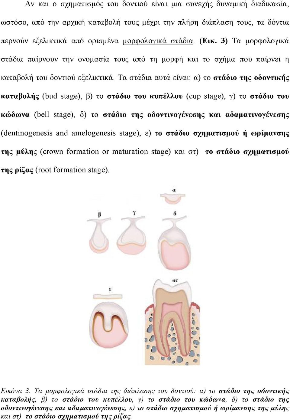 Τα στάδια αυτά είναι: α) το στάδιο της οδοντικής καταβολής (bud stage), β) το στάδιο του κυπέλλου (cup stage), γ) το στάδιο του κώδωνα (bell stage), δ) το στάδιο της οδοντινογένεσης και
