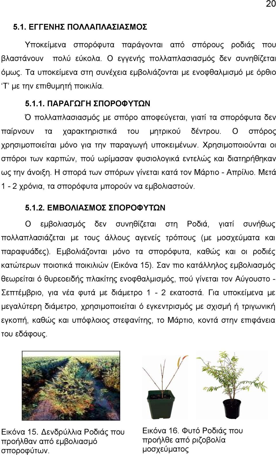 1. ΠΑΡΑΓΩΓΗ ΣΠΟΡΟΦΥΤΩΝ Ό πολλαπλασιασµός µε σπόρο αποφεύγεται, γιατί τα σπορόφυτα δεν παίρνουν τα χαρακτηριστικά του µητρικού δέντρου. Ο σπόρος χρησιµοποιείται µόνο για την παραγωγή υποκειµένων.