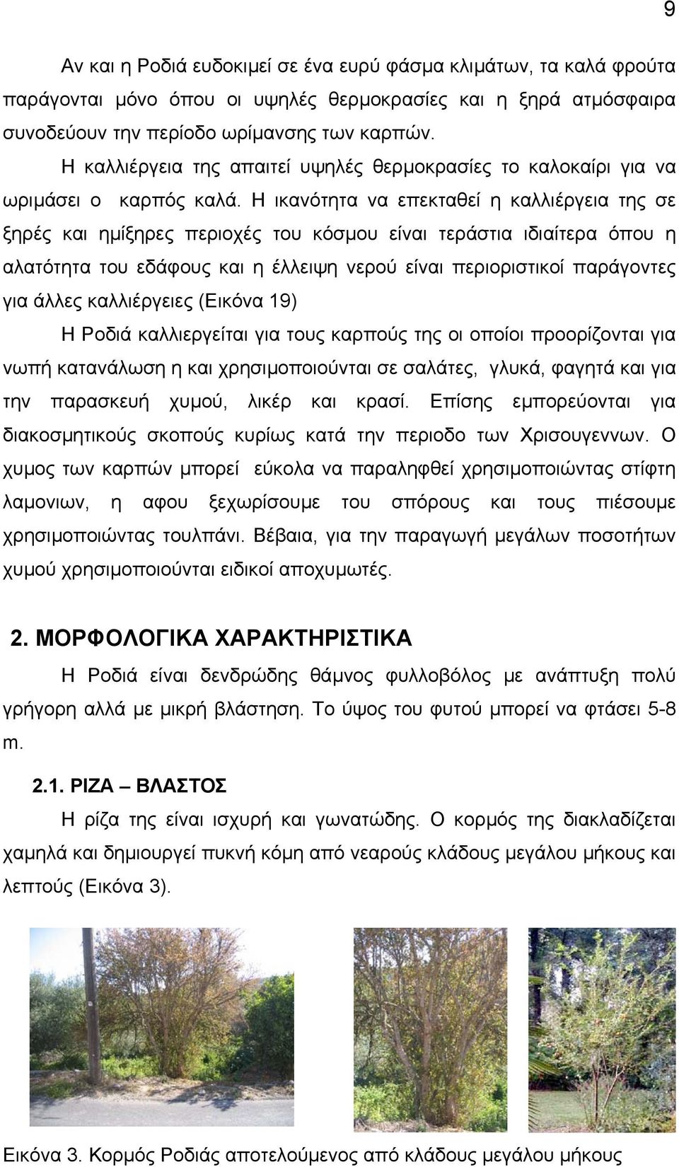 Η ικανότητα να επεκταθεί η καλλιέργεια της σε ξηρές και ηµίξηρες περιοχές του κόσµου είναι τεράστια ιδιαίτερα όπου η αλατότητα του εδάφους και η έλλειψη νερού είναι περιοριστικοί παράγοντες για άλλες