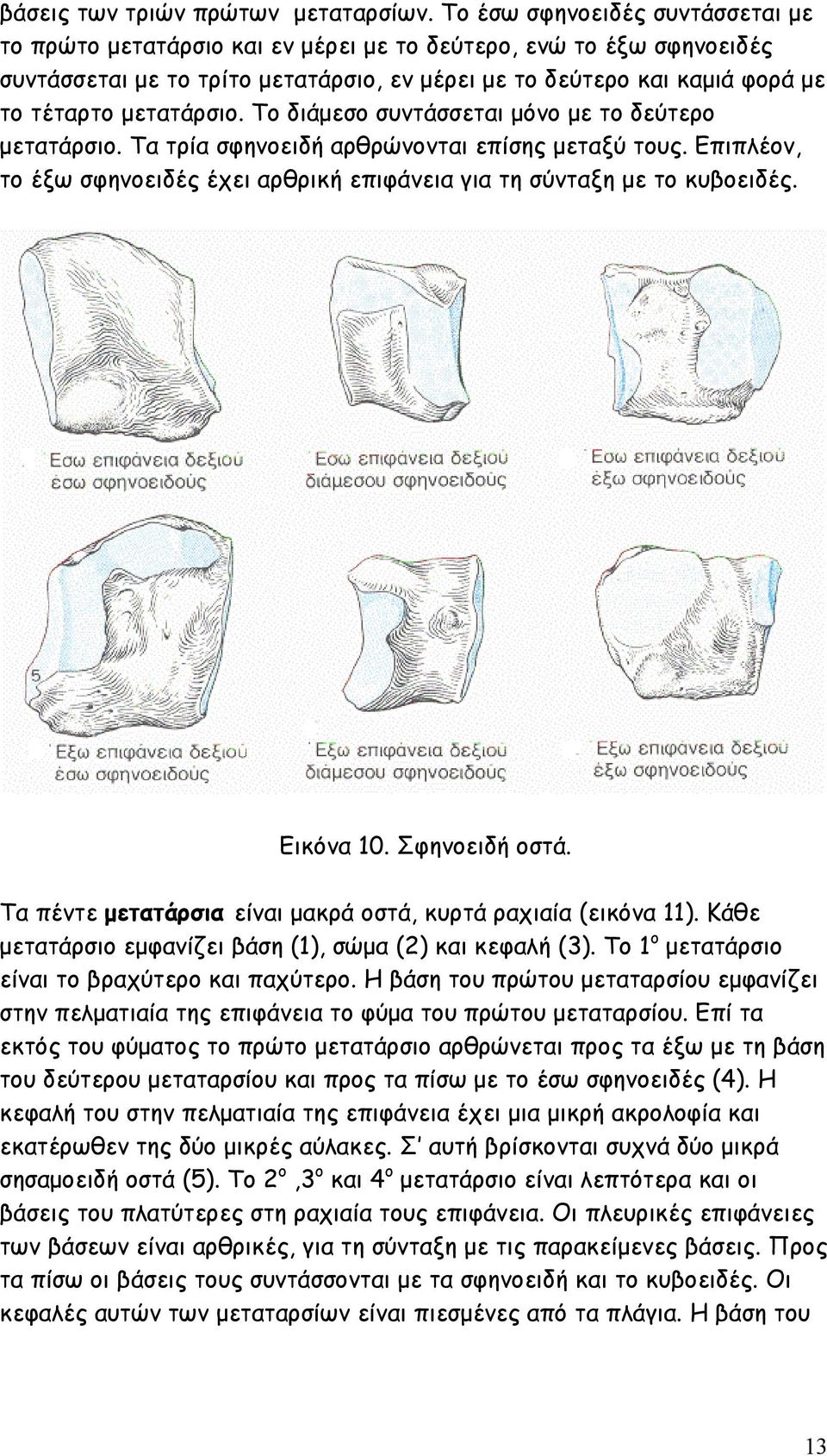 µετατάρσιο. Το διάµεσο συντάσσεται µόνο µε το δεύτερο µετατάρσιο. Τα τρία σφηνοειδή αρθρώνονται επίσης µεταξύ τους. Επιπλέον, το έξω σφηνοειδές έχει αρθρική επιφάνεια για τη σύνταξη µε το κυβοειδές.