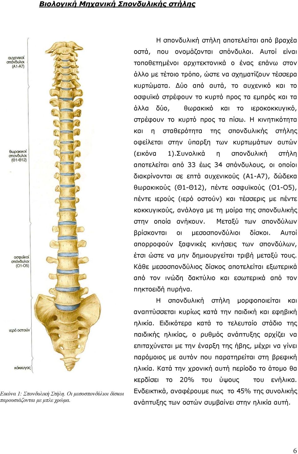 Δύο από αυτά, το αυχενικό και το οσφυϊκό στρέφουν το κυρτό προς τα εμπρός και τα άλλα δύο, θωρακικό και το ιεροκοκκυγικό, στρέφουν το κυρτό προς τα πίσω.