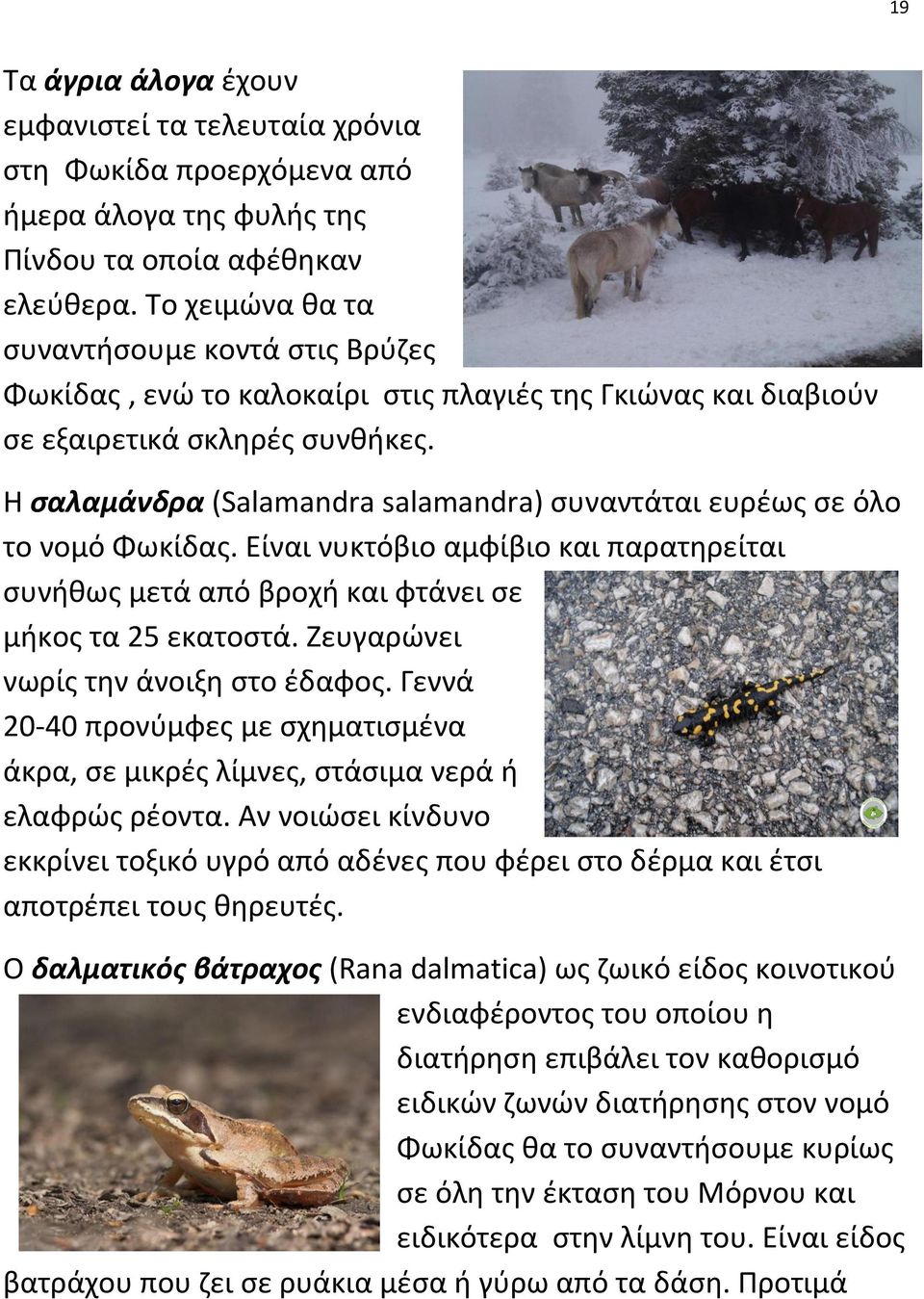 Η σαλαμάνδρα (Salamandra salamandra) συναντάται ευρέως σε όλο το νομό Φωκίδας. Είναι νυκτόβιο αμφίβιο και παρατηρείται συνήθως μετά από βροχή και φτάνει σε μήκος τα 25 εκατοστά.