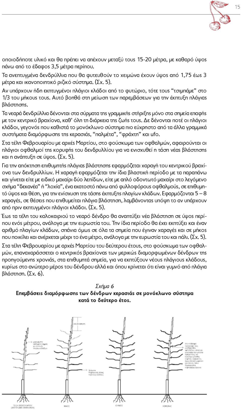 Αν υπάρχουν ήδη εκπτυγμένοι πλάγιοι κλάδοι από το φυτώριο, τότε τους τσιμπάμε στο 1/3 του μήκους τους. Αυτό βοηθά στη μείωση των παρεμβάσεων για την έκπτυξη πλάγιας βλάστησης.