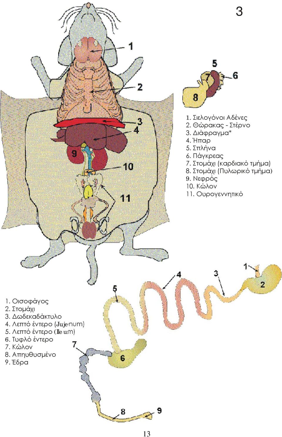 Κώλον 11. Ουρογεννητικό 1. Οισοφάγος 2. Στομάχι 3. Δωδεκαδάκτυλο 4.