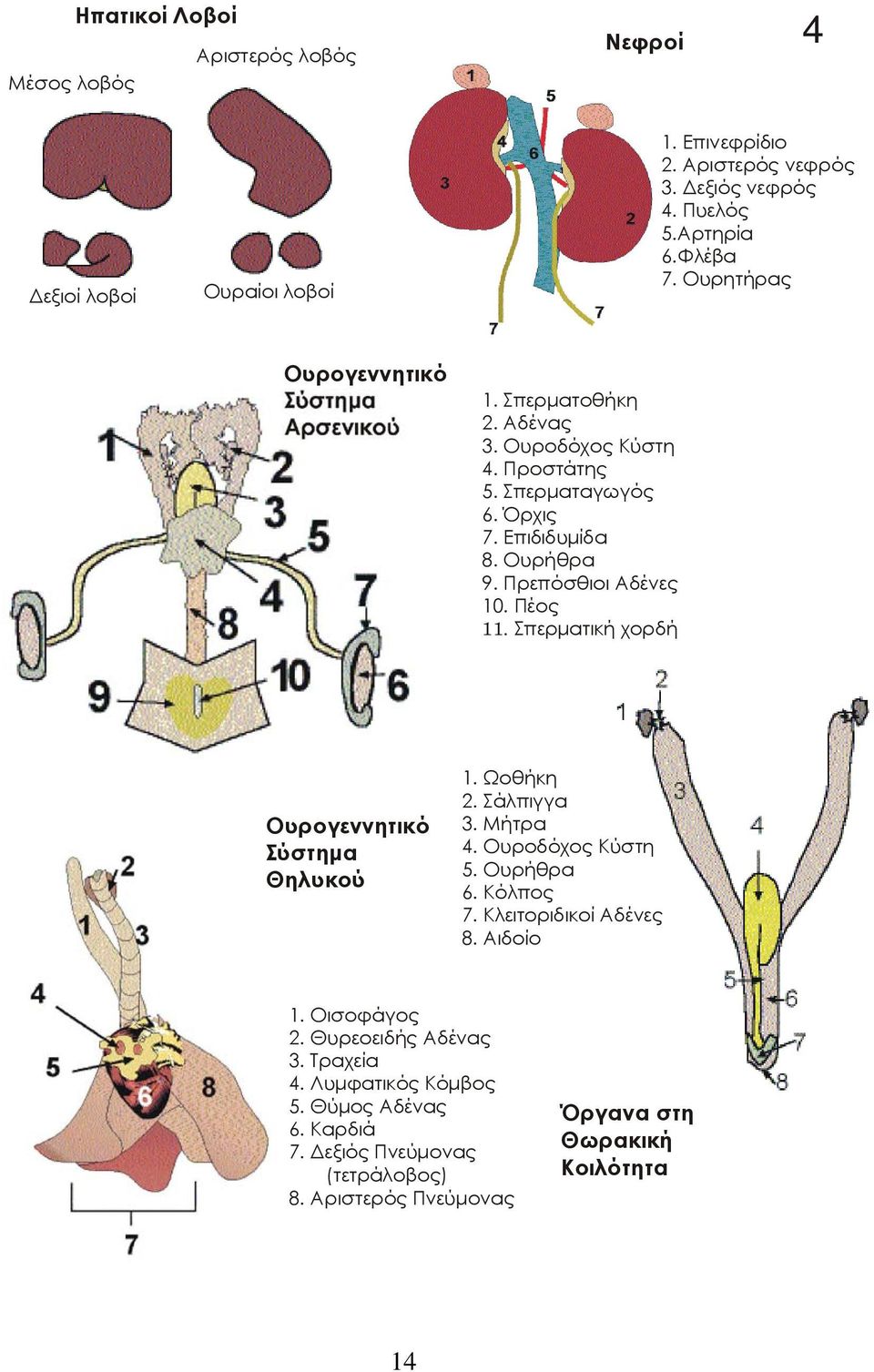 Πρεπόσθιοι Αδένες 10. Πέος 11. Σπερματική χορδή Ουρογεννητικό Σύστημα Θηλυκού 1. Ωοθήκη 2. Σάλπιγγα 3. Μήτρα 4. Ουροδόχος Κύστη 5. Ουρήθρα 6. Κόλπος 7.