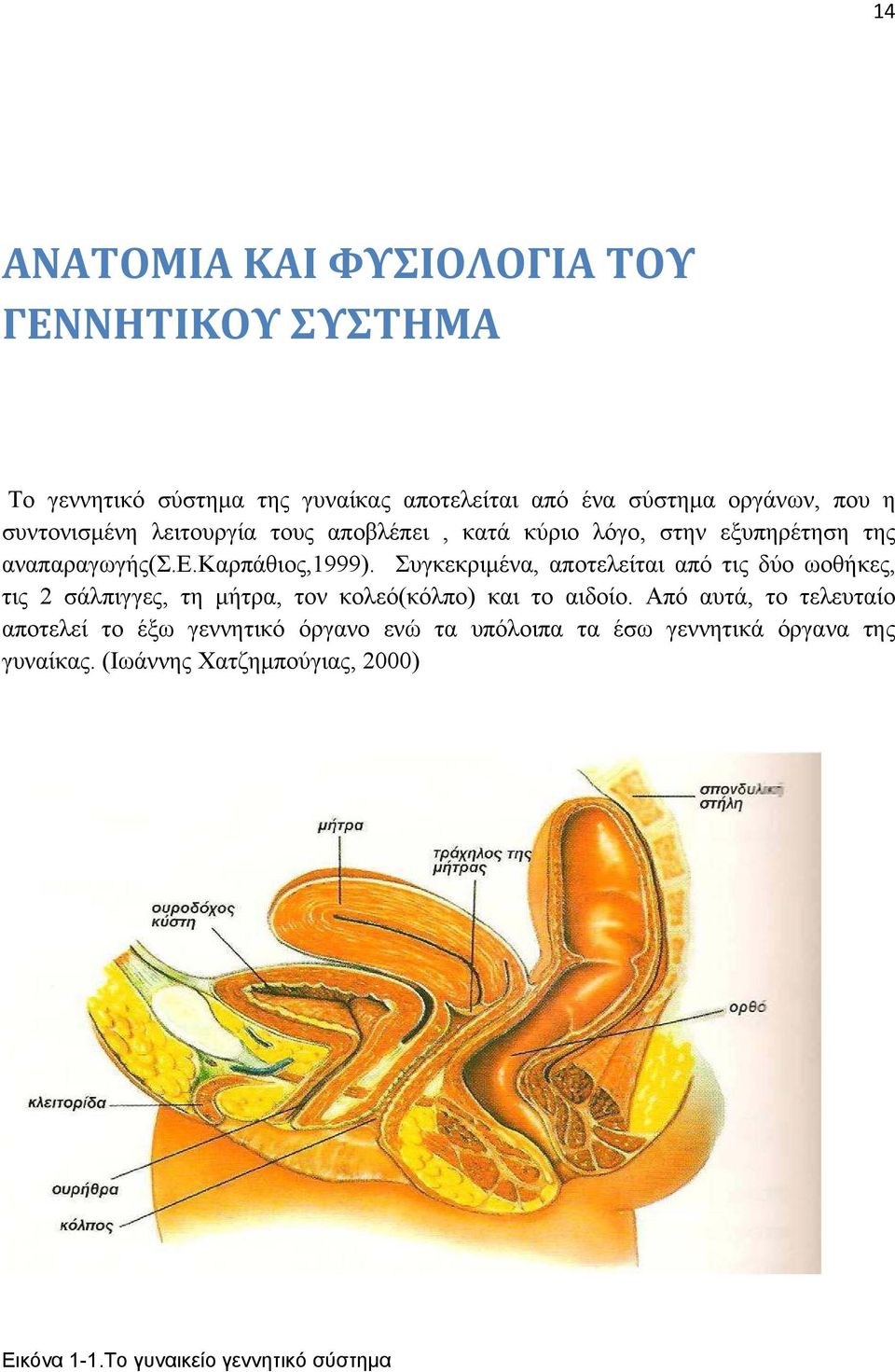 Συγκεκριμένα, αποτελείται από τις δύο ωοθήκες, τις 2 σάλπιγγες, τη μήτρα, τον κολεό(κόλπο) και το αιδοίο.