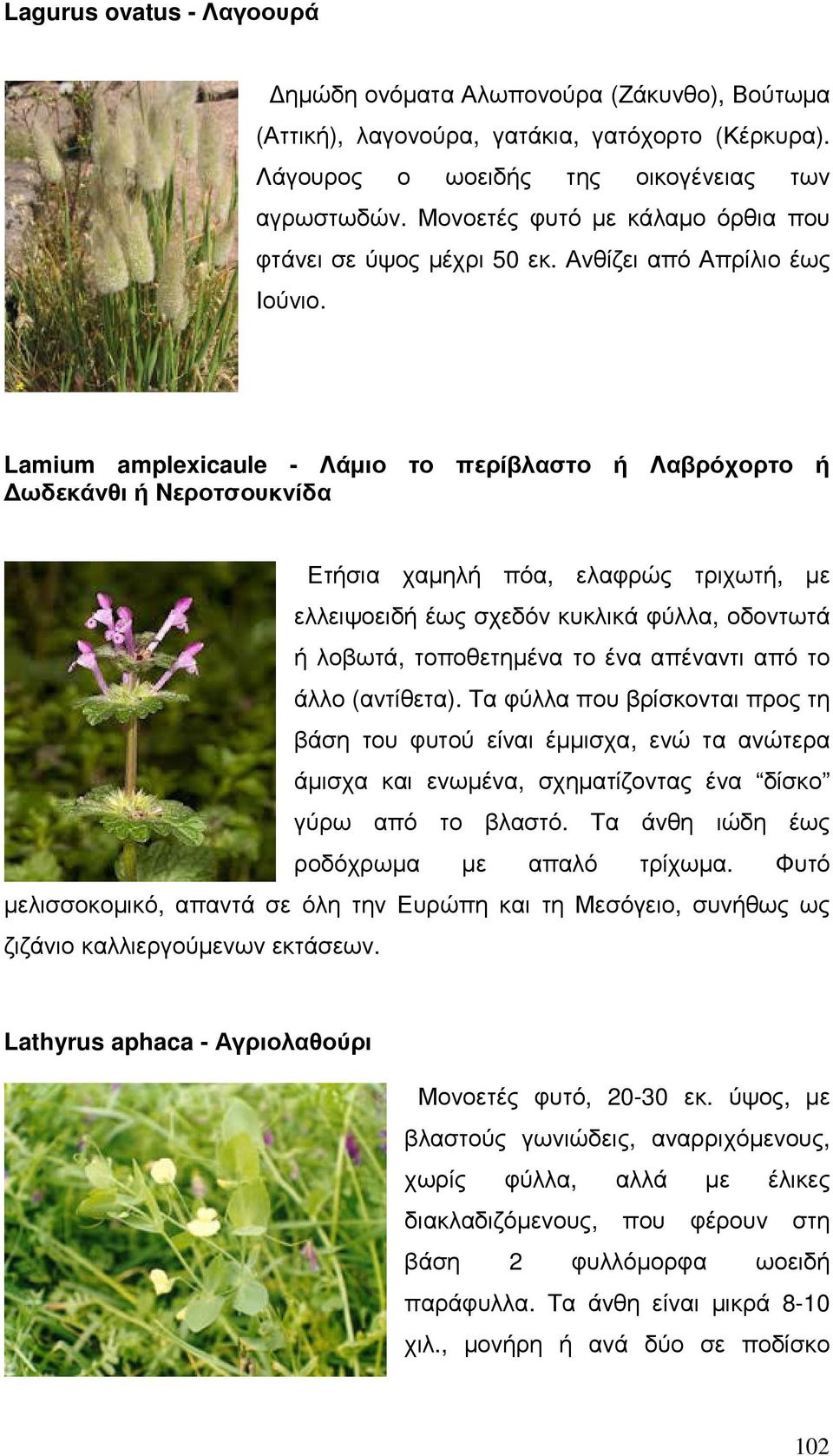 Lamium amplexicaule - Λάµιο το περίβλαστο ή Λαβρόχορτο ή ωδεκάνθι ή Nεροτσουκνίδα Ετήσια χαµηλή πόα, ελαφρώς τριχωτή, µε ελλειψοειδή έως σχεδόν κυκλικά φύλλα, οδοντωτά ή λοβωτά, τοποθετηµένα το ένα