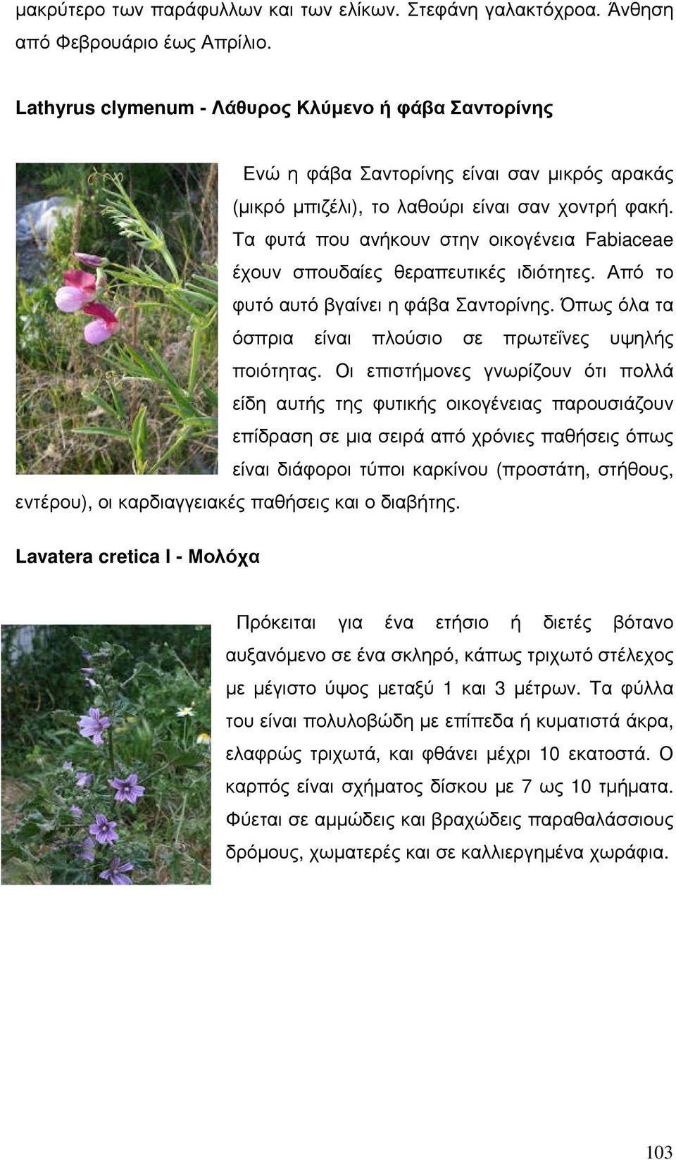 Τα φυτά που ανήκουν στην οικογένεια Fabiaceae έχουν σπουδαίες θεραπευτικές ιδιότητες. Από το φυτό αυτό βγαίνει η φάβα Σαντορίνης. Όπως όλα τα όσπρια είναι πλούσιο σε πρωτεΐνες υψηλής ποιότητας.