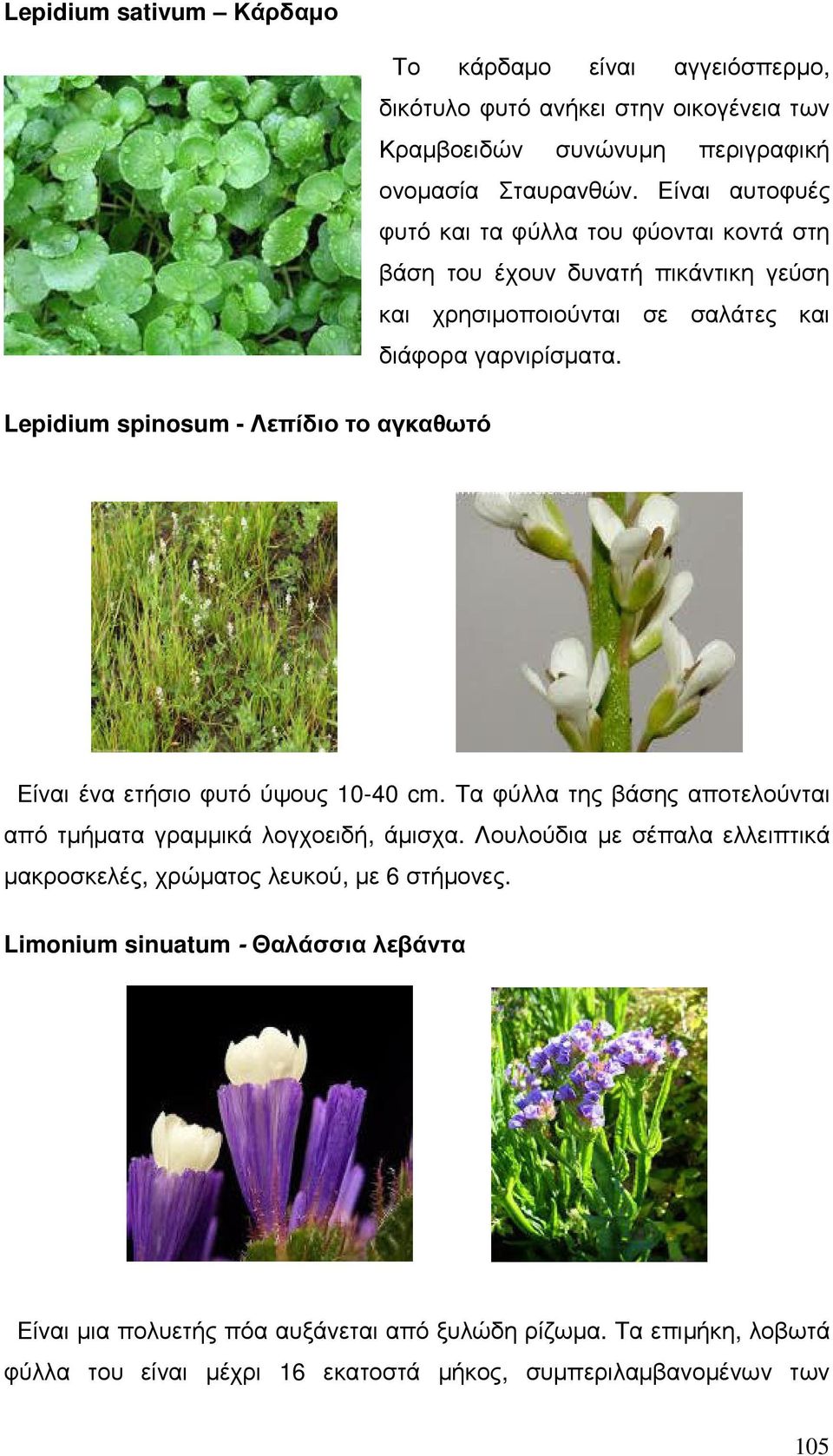 Lepidium spinosum - Λεπίδιο το αγκαθωτό Είναι ένα ετήσιο φυτό ύψους 10-40 cm. Τα φύλλα της βάσης αποτελούνται από τµήµατα γραµµικά λογχοειδή, άµισχα.