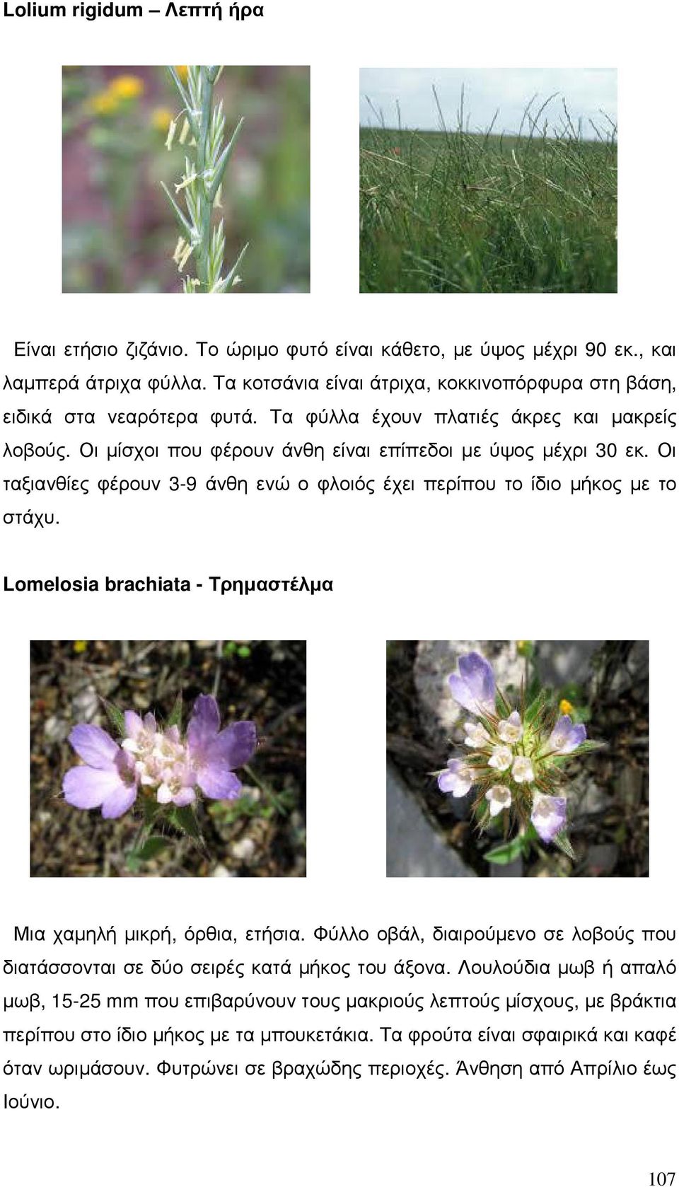 Lomelosia brachiata - Τρηµαστέλµα Μια χαµηλή µικρή, όρθια, ετήσια. Φύλλο οβάλ, διαιρούµενο σε λοβούς που διατάσσονται σε δύο σειρές κατά µήκος του άξονα.