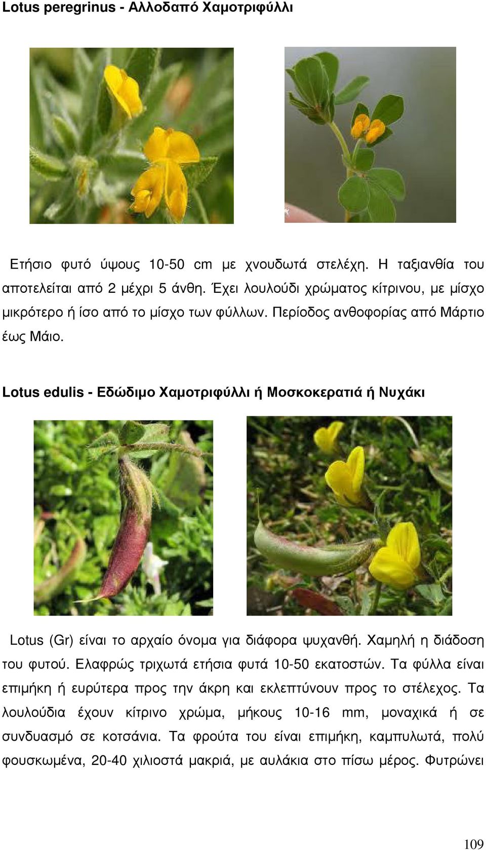 Lotus edulis - Εδώδιµο Χαµοτριφύλλι ή Μοσκοκερατιά ή Νυχάκι Lotus (Gr) είναι το αρχαίο όνοµα για διάφορα ψυχανθή. Χαµηλή η διάδοση του φυτού.