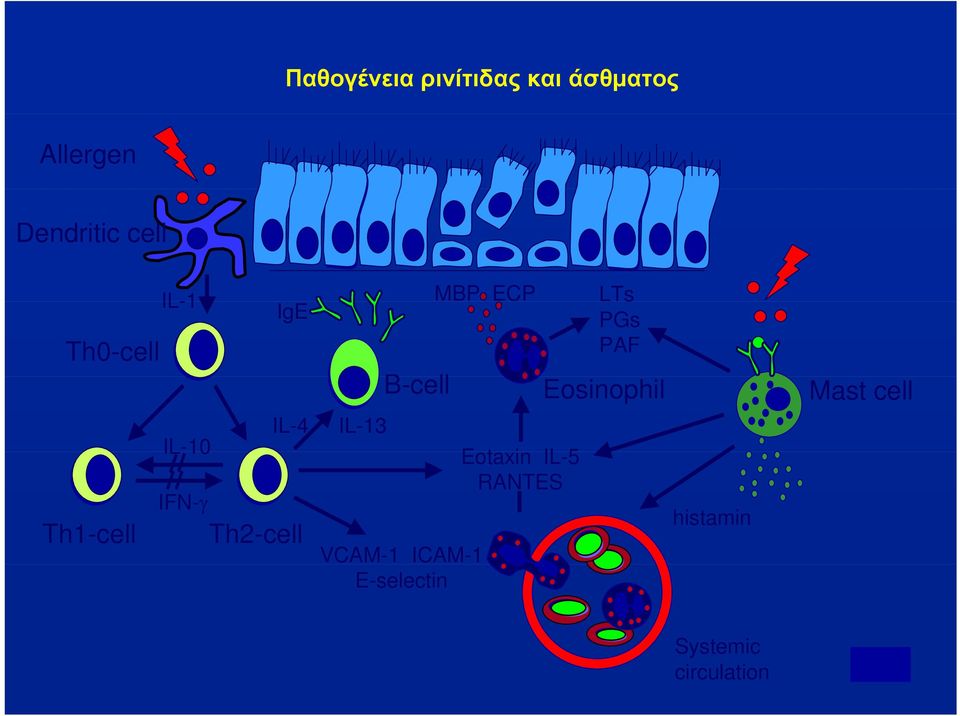 B-cell VCAM-1 ICAM-1 E-selectin MBP ECP Eotaxin IL-5 RANTES