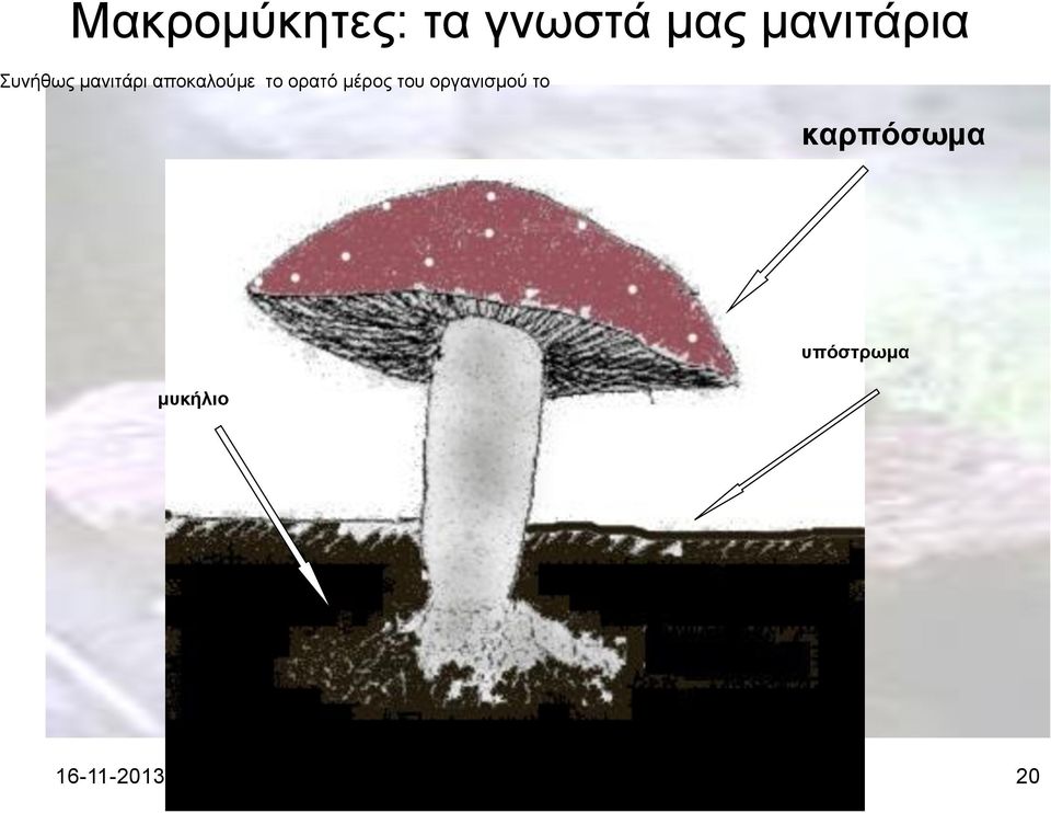 μέρος του οργανισμού το καρπόσωμα