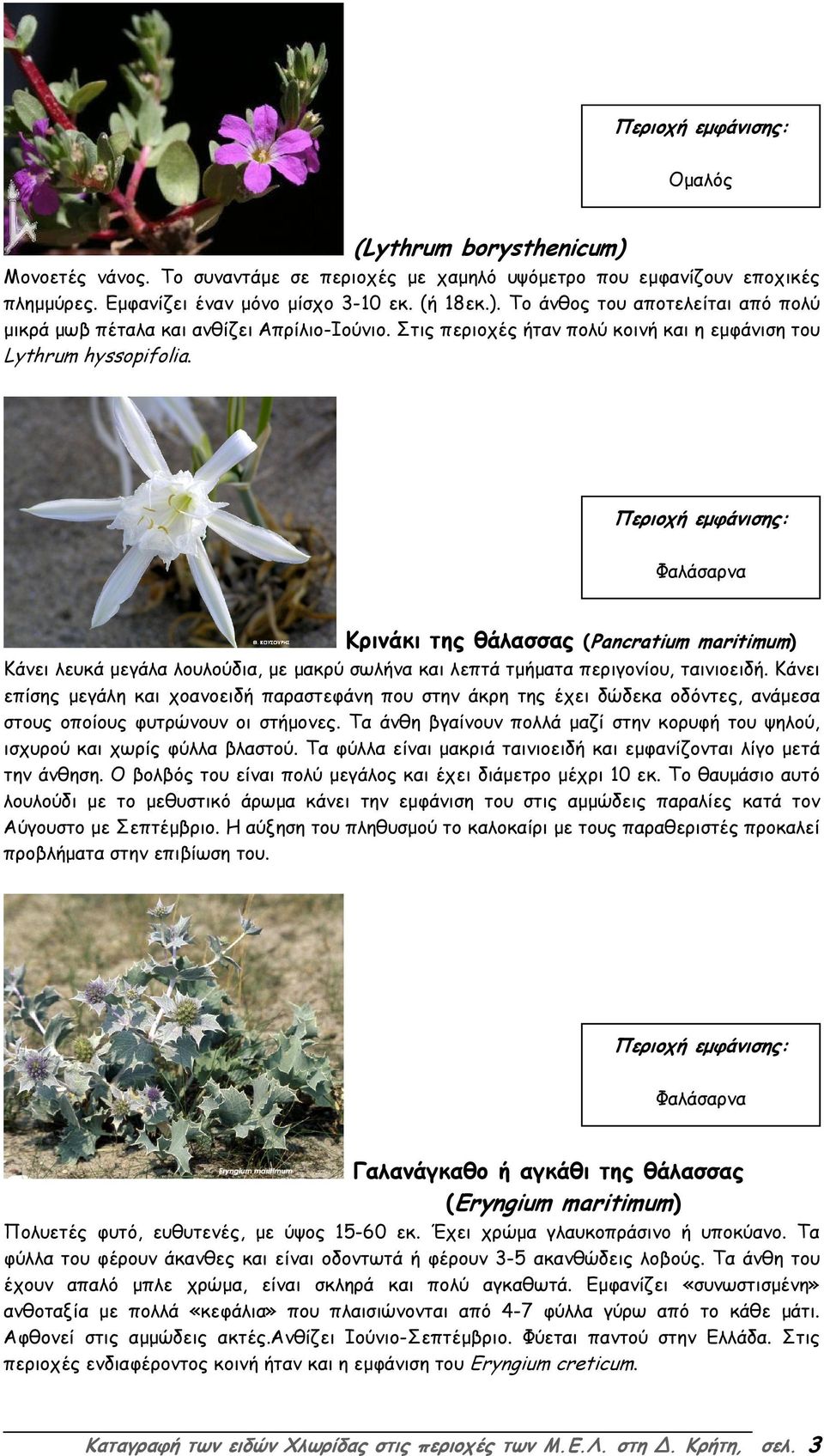 Κρινάκι της θάλασσας (Pancratium maritimum) Κάνει λευκά µεγάλα λουλούδια, µε µακρύ σωλήνα και λεπτά τµήµατα περιγονίου, ταινιοειδή.