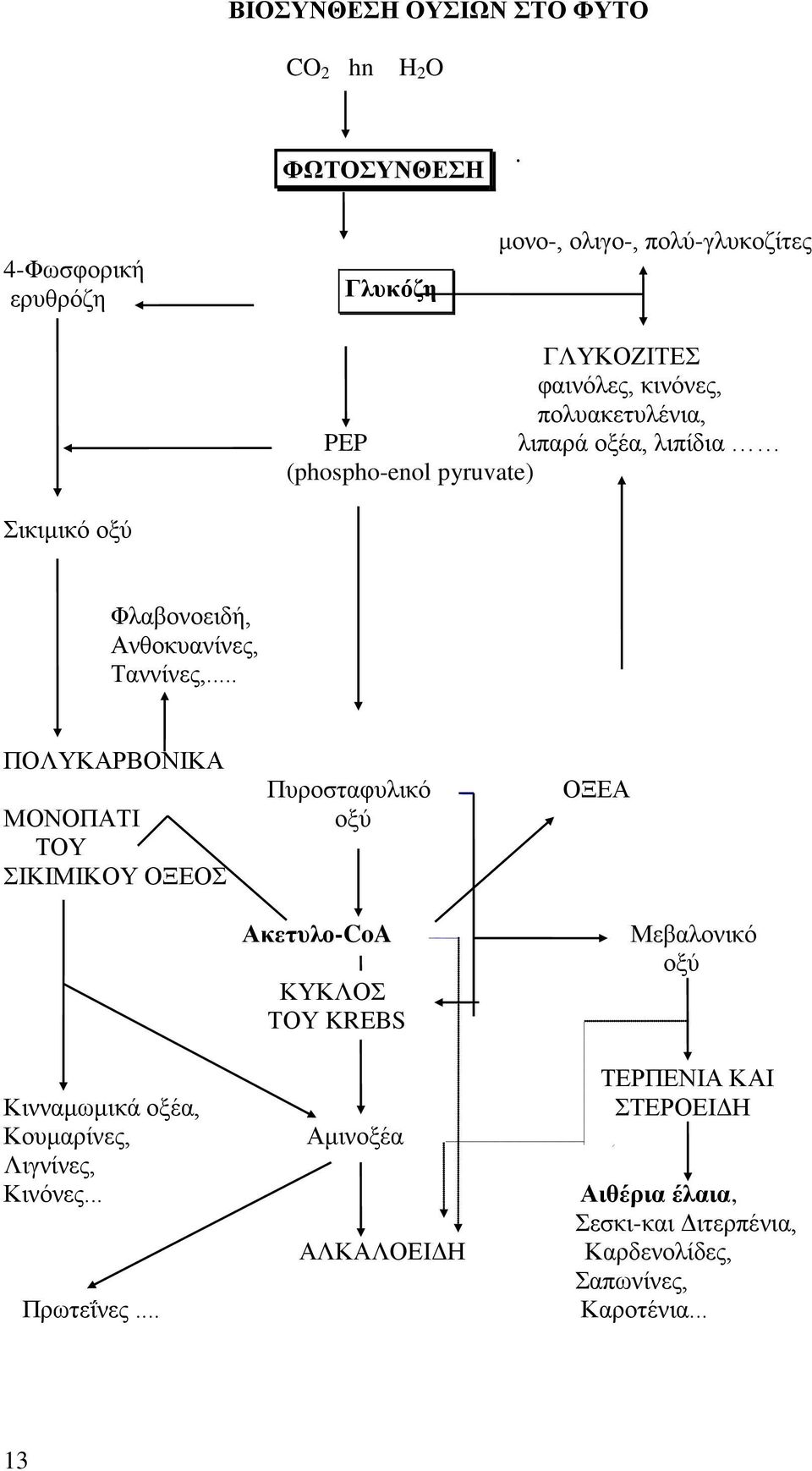 (phospho-enol pyruvate) Σικιμικό οξύ Φλαβονοειδή, Ανθοκυανίνες, Ταννίνες,.