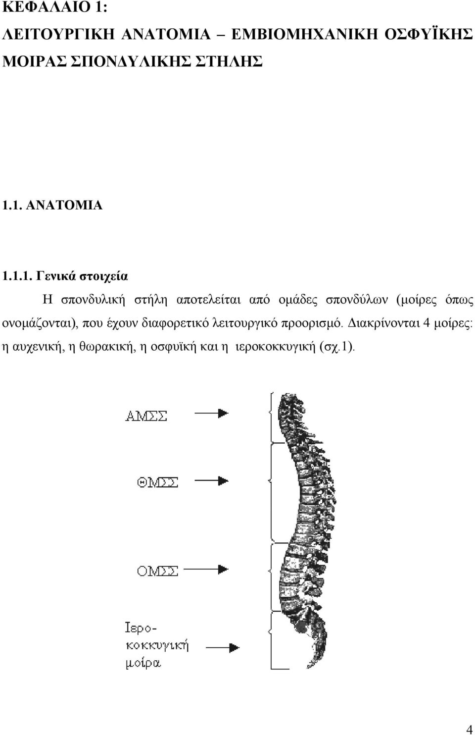 σπονδύλων (µοίρες όπως ονοµάζονται), που έχουν διαφορετικό λειτουργικό προορισµό.