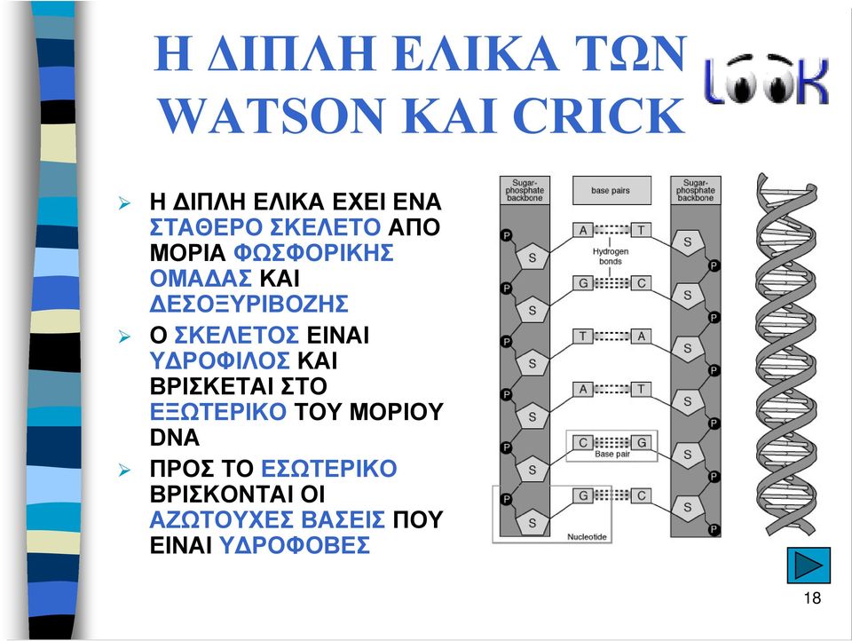 ΕΙΝΑΙ Υ ΡΟΦΙΛΟΣ ΚΑΙ ΒΡΙΣΚΕΤΑΙ ΣΤΟ ΕΞΩΤΕΡΙΚΟ ΤΟΥ ΜΟΡΙΟΥ DNA ΠΡΟΣ