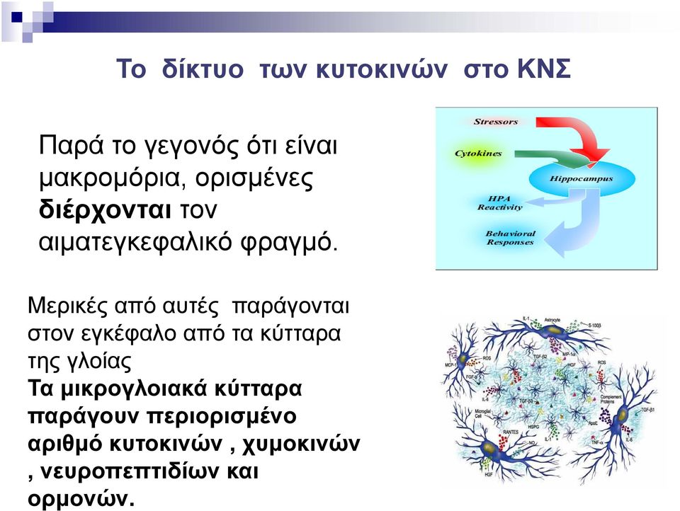 Μερικές από αυτές παράγονται στον εγκέφαλο από τα κύτταρα της γλοίας Τα