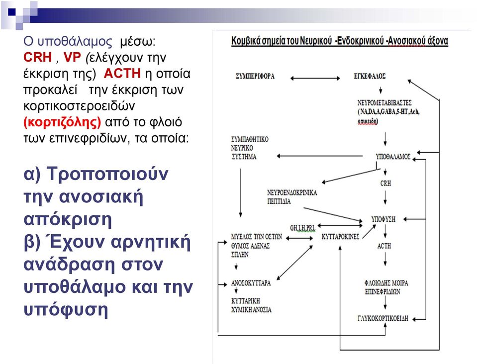 από το φλοιό των επινεφριδίων, τα οποία: α) Τροποποιούν την