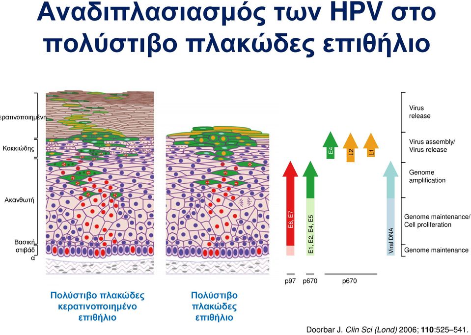 Viral DNA Genome maintenance/ Cell proliferation Genome maintenance p97 p670 p670 Πολύστιβο πλακώδες