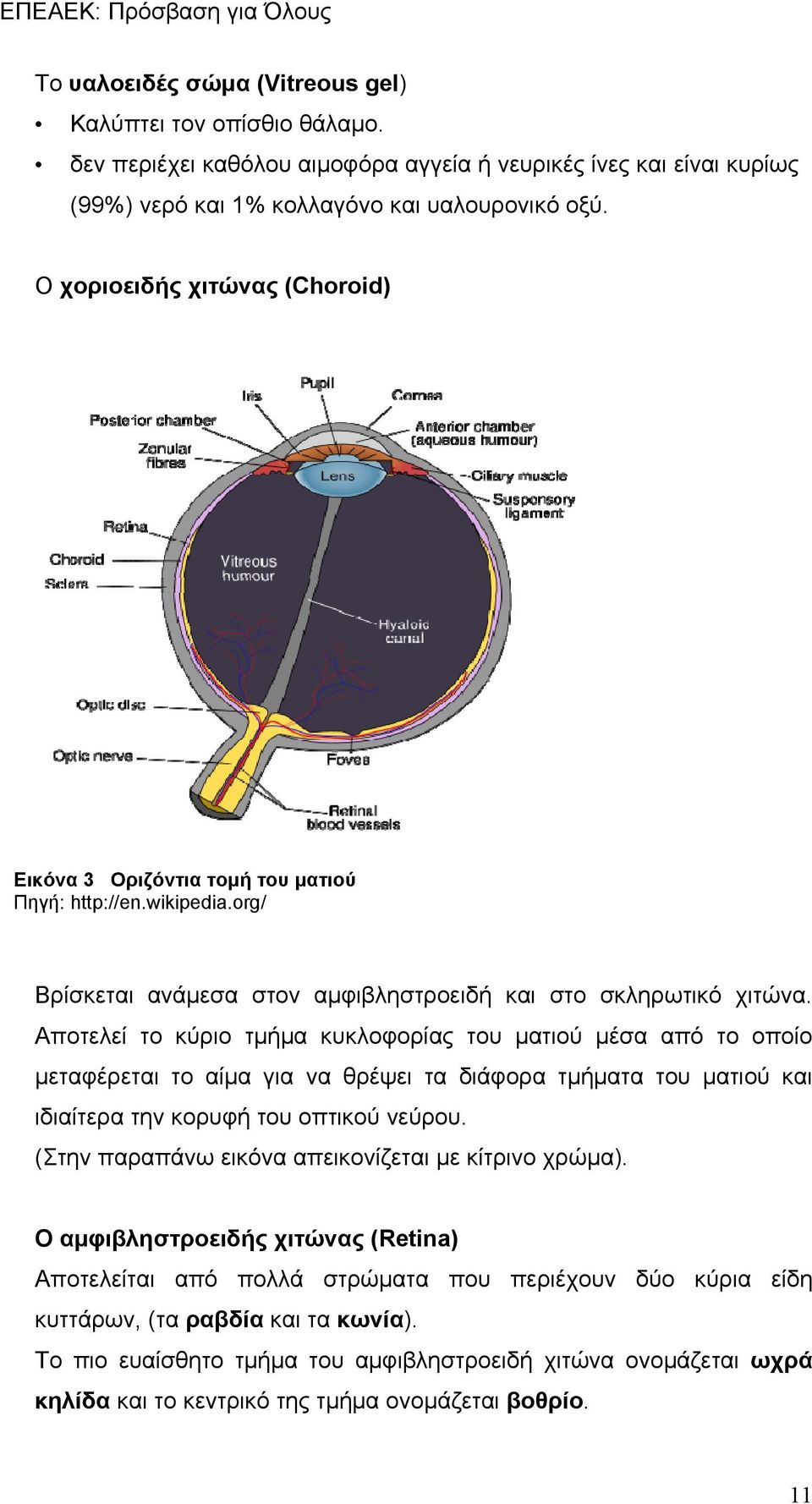 Αποτελεί το κύριο τμήμα κυκλοφορίας του ματιού μέσα από το οποίο μεταφέρεται το αίμα για να θρέψει τα διάφορα τμήματα του ματιού και ιδιαίτερα την κορυφή του οπτικού νεύρου.