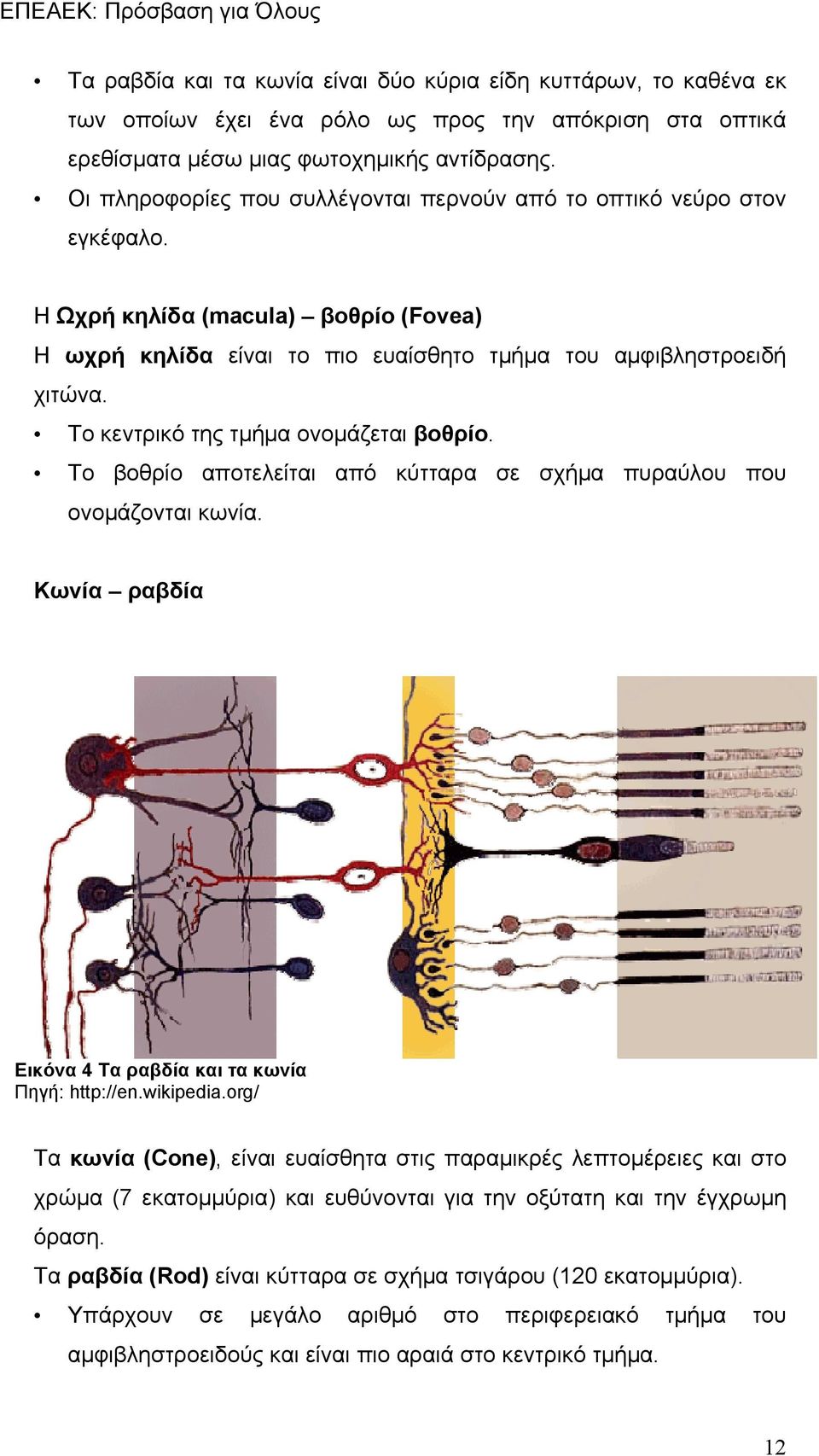 Το κεντρικό της τμήμα ονομάζεται βοθρίο. Το βοθρίο αποτελείται από κύτταρα σε σχήμα πυραύλου που ονομάζονται κωνία. Κωνία ραβδία Εικόνα 4 Τα ραβδία και τα κωνία Πηγή: http://en.wikipedia.