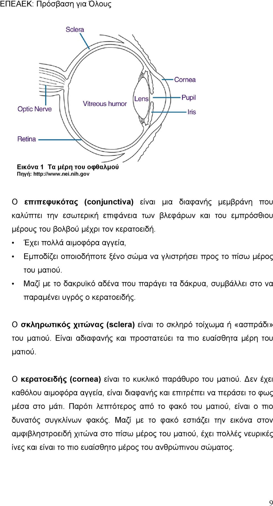 Έχει πολλά αιμοφόρα αγγεία, Εμποδίζει οποιοδήποτε ξένο σώμα να γλιστρήσει προς το πίσω μέρος του ματιού.