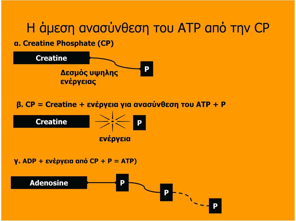 P β. CP = Creatine + ενέργεια για ανασύνθεση του ATP + P