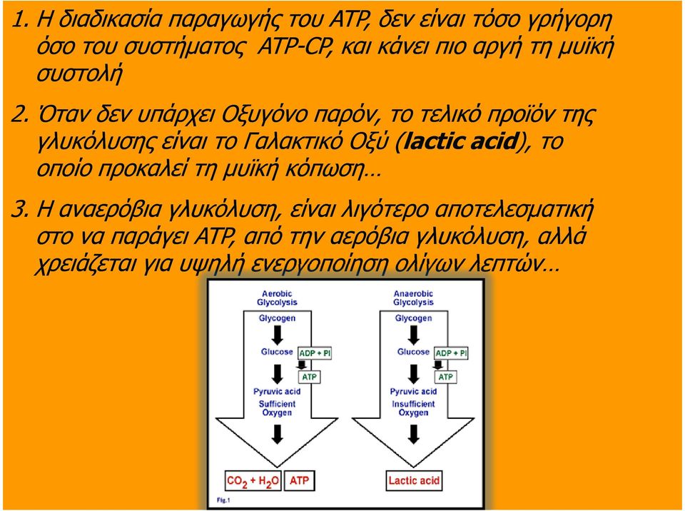 Όταν δεν υπάρχει Οξυγόνο παρόν, το τελικό προϊόν της γλυκόλυσης είναι το Γαλακτικό Οξύ (lactic acid),