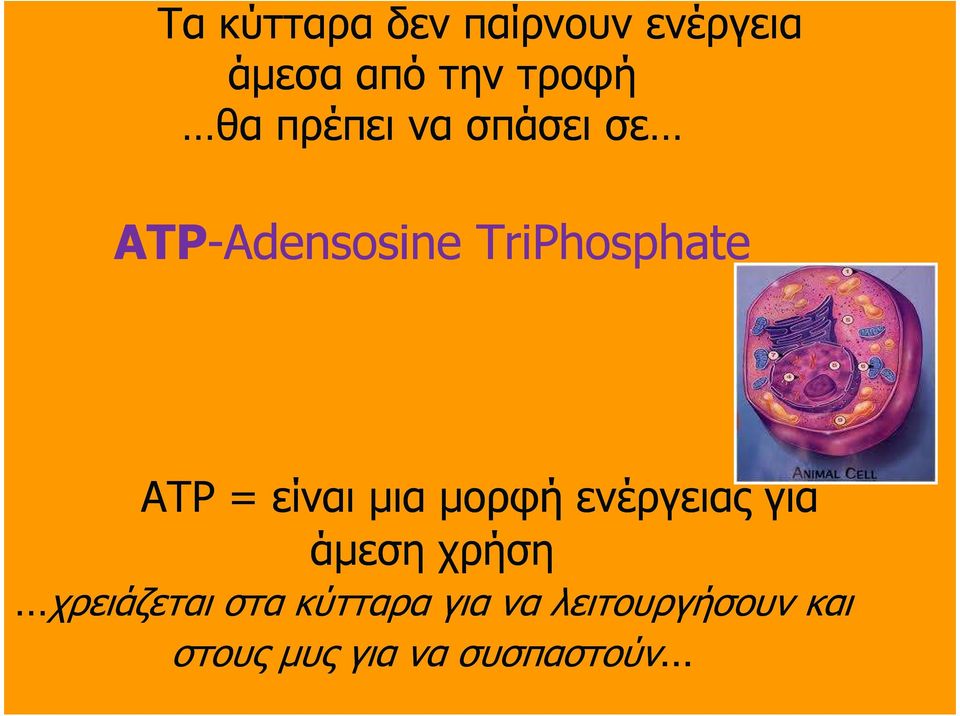 ATP = είναι µια µορφή ενέργειας για άµεση χρήση χρειάζεται