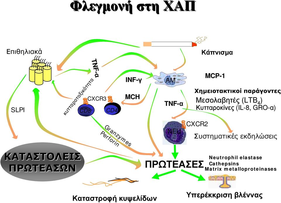 Μεσολαβητές (LTB 4 ) Κυτταροκίνες (IL-8, GRO-α) CXCR2 Συστηματικές εκδηλώσεις ΚΑΤΑΣΤΟΛΕΙΣ