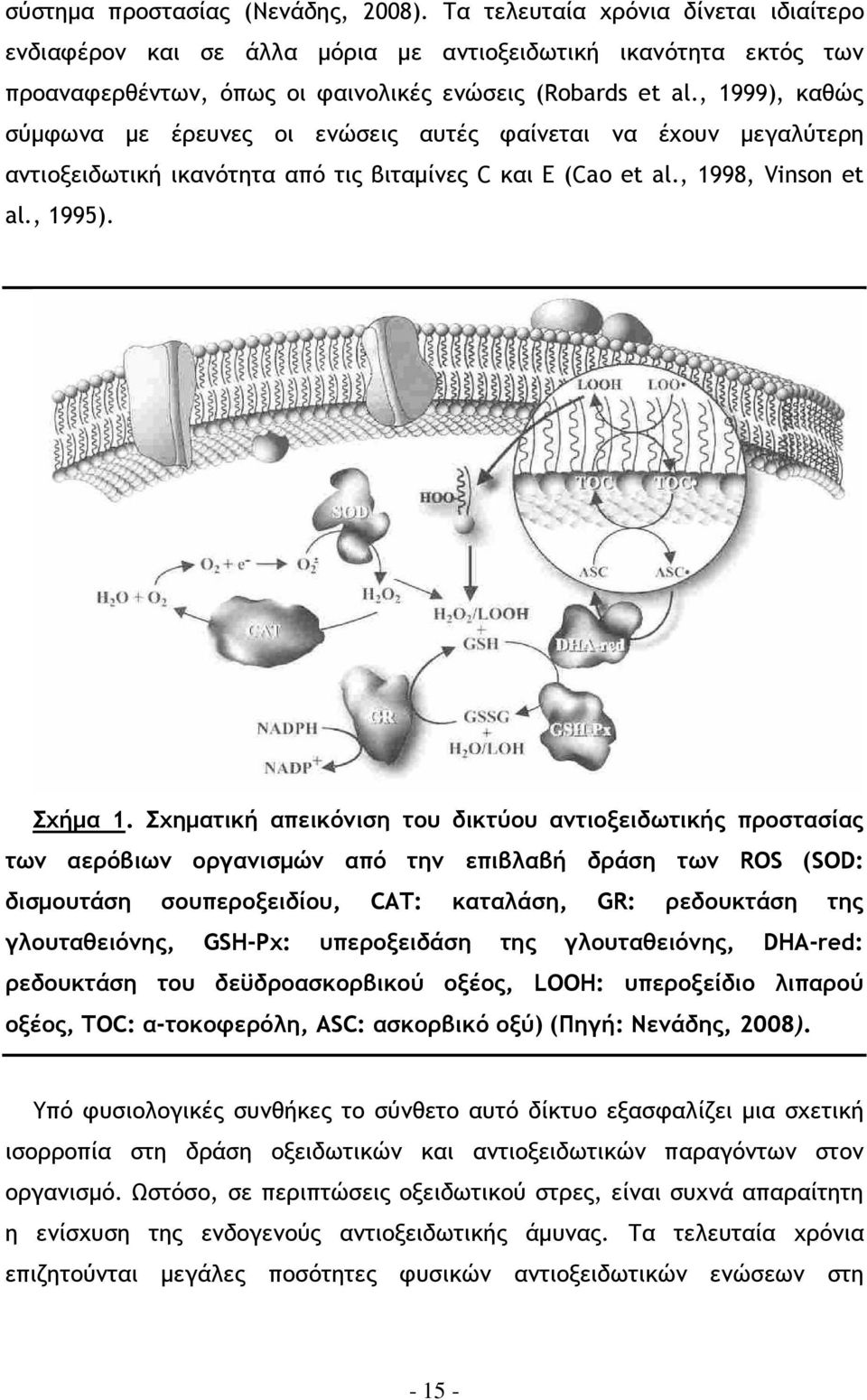 Σχηµατική απεικόνιση του δικτύου αντιοξειδωτικής προστασίας των αερόβιων οργανισµών από την επιβλαβή δράση των ROS (SOD: δισµουτάση σουπεροξειδίου, CAT: καταλάση, GR: ρεδουκτάση της γλουταθειόνης,