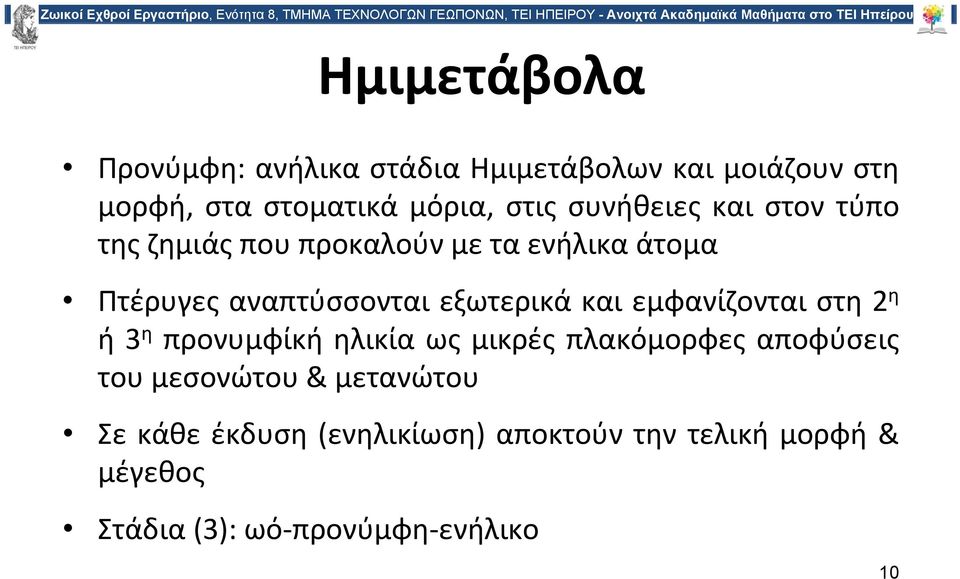 και εμφανίζονται στη 2 η ή 3 η προνυμφίκή ηλικία ως μικρές πλακόμορφες αποφύσεις του μεσονώτου &