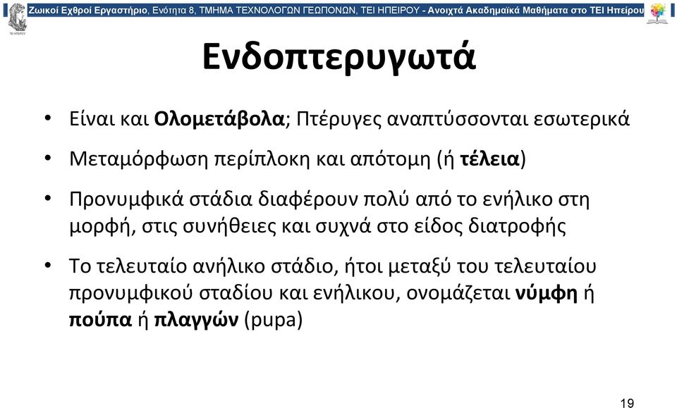μορφή, στις συνήθειες και συχνά στο είδος διατροφής Το τελευταίο ανήλικο στάδιο, ήτοι