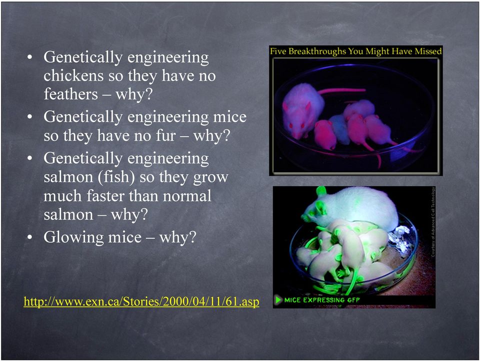 ! Genetically engineering salmon (fish) so they grow much faster