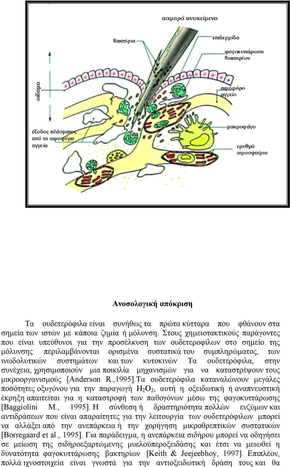 των κυτοκινών Τα ουδετερόφιλα, στην συνέχεια, χρησιµοποιούν µια ποικιλία µηχανισµών για να καταστρέψουν τους µικροοργανισµούς [Anderson R.,1995].