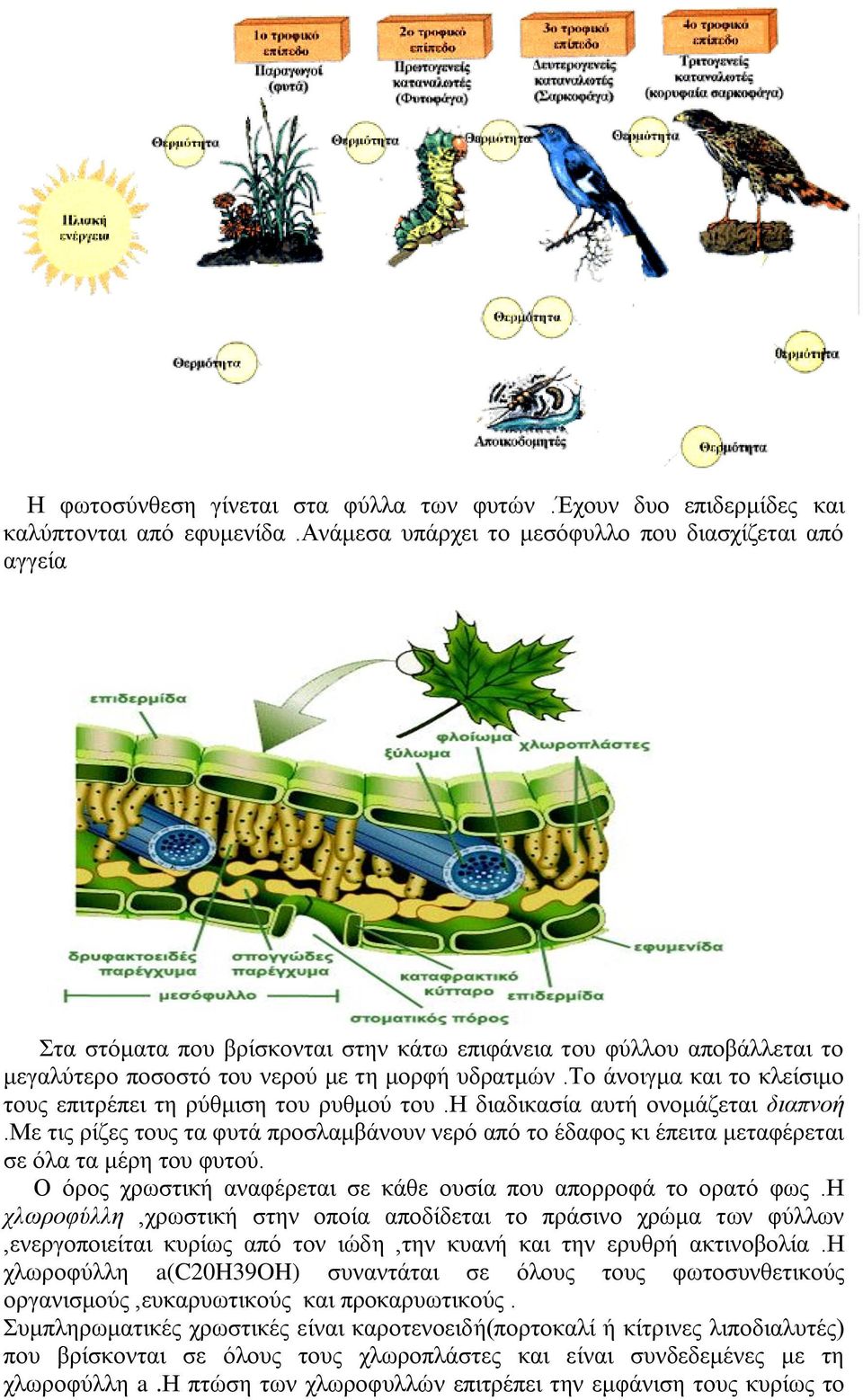 το άνοιγμα και το κλείσιμο τους επιτρέπει τη ρύθμιση του ρυθμού του.η διαδικασία αυτή ονομάζεται διαπνοή.