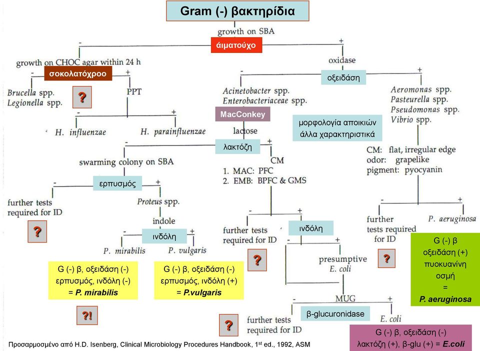 mirabilis ινδόλη G (-) β, οξειδάση (-) ερπυσμός, ινδόλη (+) = P.vulgaris? ινδόλη? G (-) β οξειδάση (+) πυοκυανίνη οσμή = P.