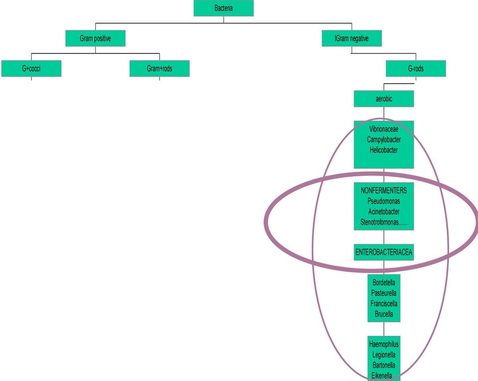 Veillonella Megasphoera anaerobic Neisseria Moraxella Branhamella aerobic G-cocci Haemophilus Legionella Bartonella Eikenella.
