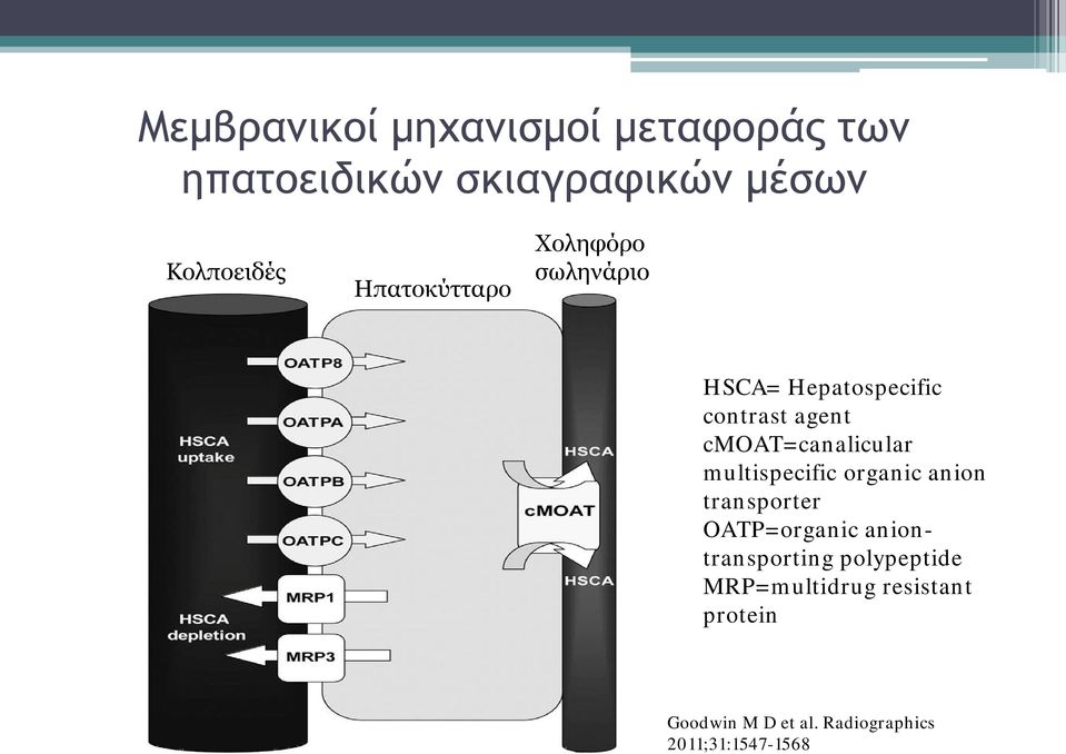 cmoat=canalicular multispecific organic anion transporter OATP=organic