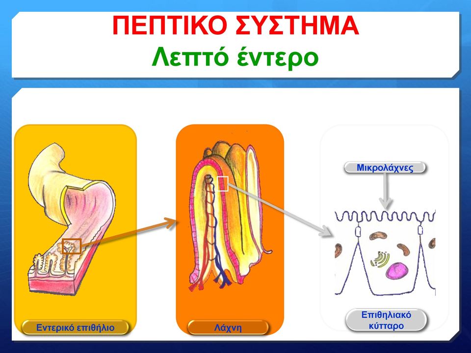 Μικρολάχνες Εντερικό