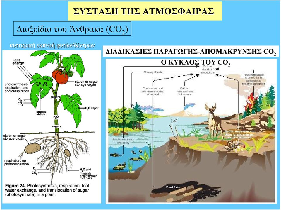 φυτών/δέντρων ΔΙΑΔΙΚΑΣΙΕΣ