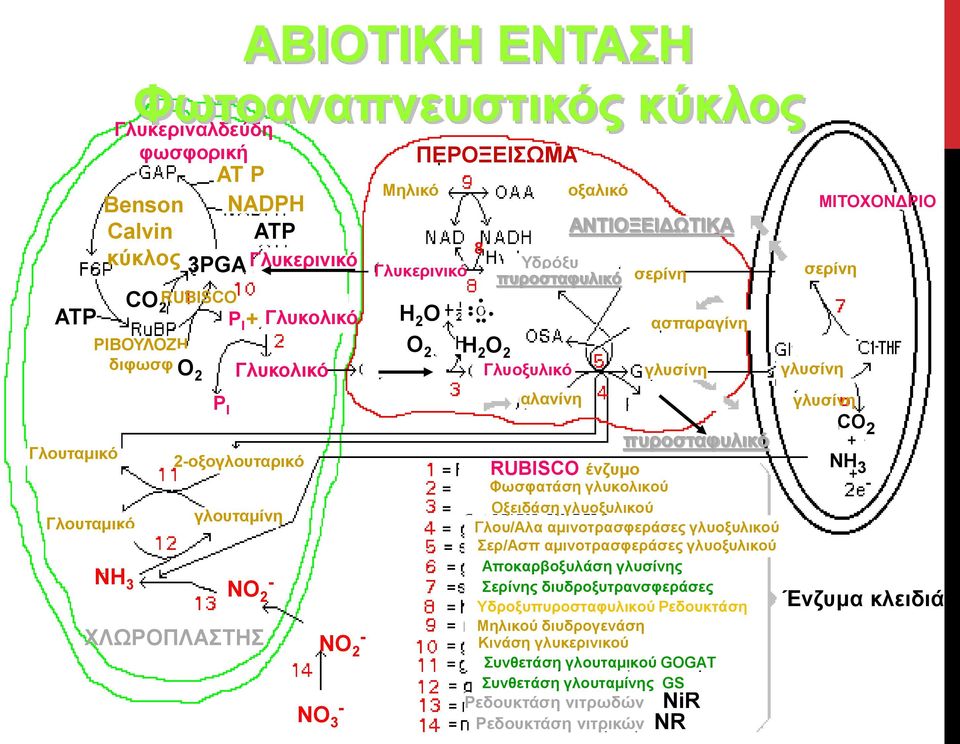 ΑΝΤΙΟΞΕΙΔΩΤΙΚΑ σερίνη ασπαραγίνη γλυσίνη πυροσταφυλικό Φωσφατάση γλυκολικού Oξειδάση γλυοξυλικού Γλου/Αλα αμινοτρασφεράσες γλυοξυλικού Σερ/Ασπ αμινοτρασφεράσες γλυοξυλικού Αποκαρβοξυλάση γλυσίνης