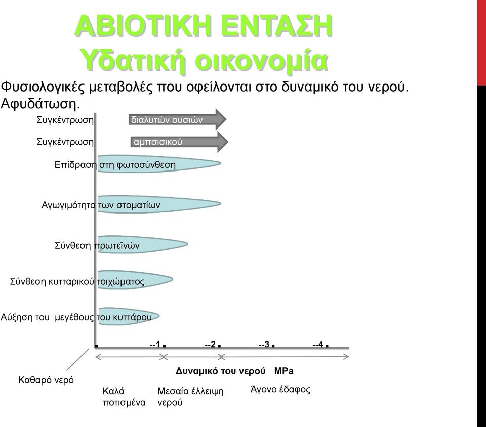 φωτοσύνθεση Αγωγιμότητα των στοματίων Σύνθεση πρωτεϊνών Σύνθεση κυτταρικού τοιχώματος Αύξηση του