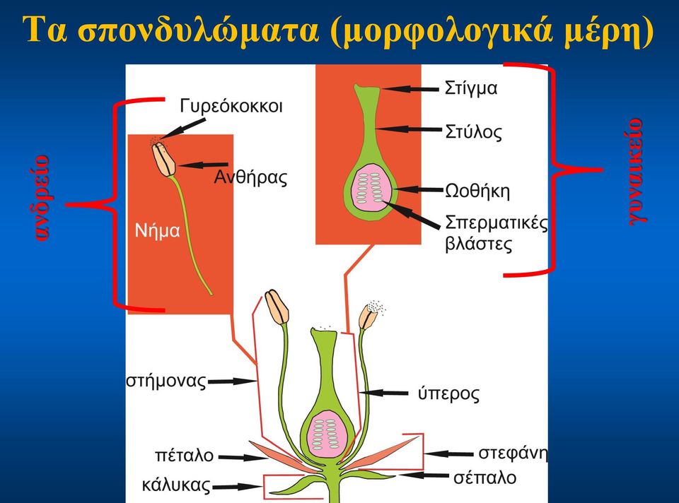 σπονδυλώματα